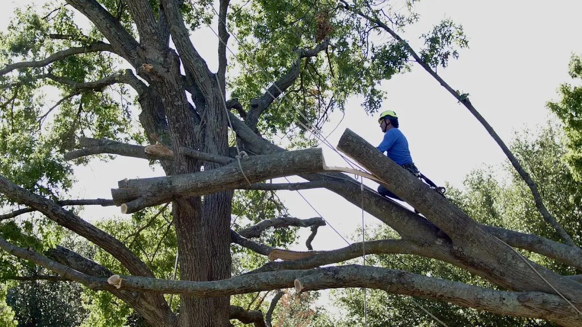 Professional Hazardous Tree Removal performed by certified arborists in Bloomingburg